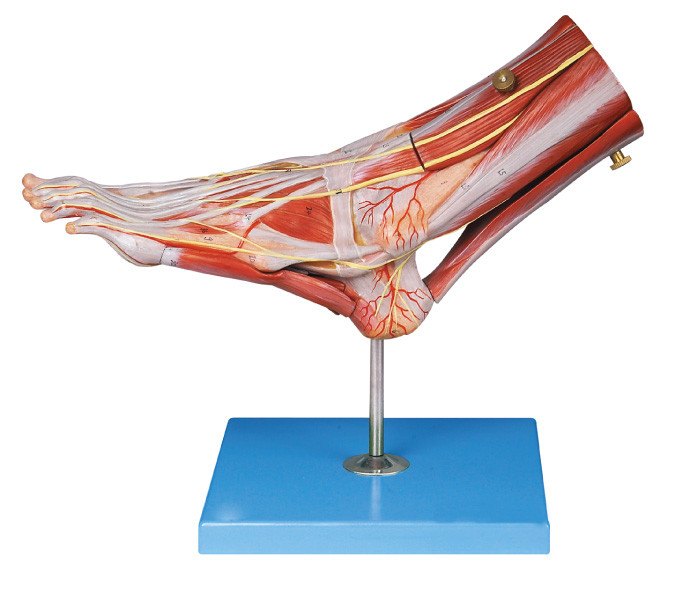 Muskeln der Fuß-menschlichen Anatomie modellieren mit Hauptschiffen und Nerven für Anatomiestruktur zeigen