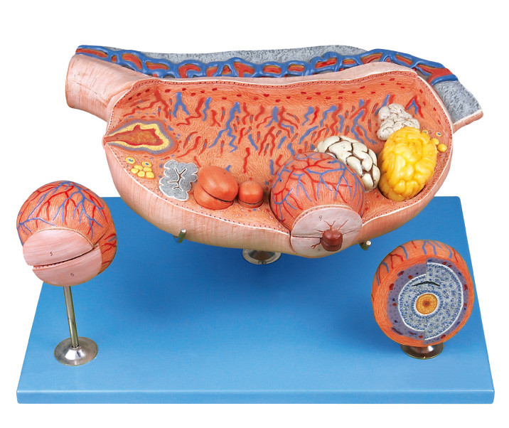 8 Teile vergrößerte Eierstock-menschliche Anatomie-Modell zeigt Eierstockfollikel, ovium, Ovulation, Ovum