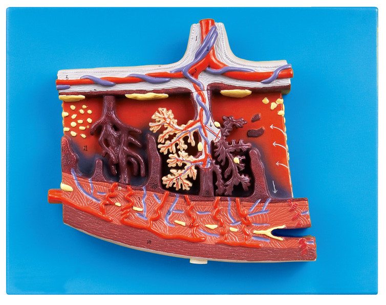 Vergrößertes Plazenta-Modell-menschliches Anatomie-Modell für menschliche Plazenta im Querschnitt
