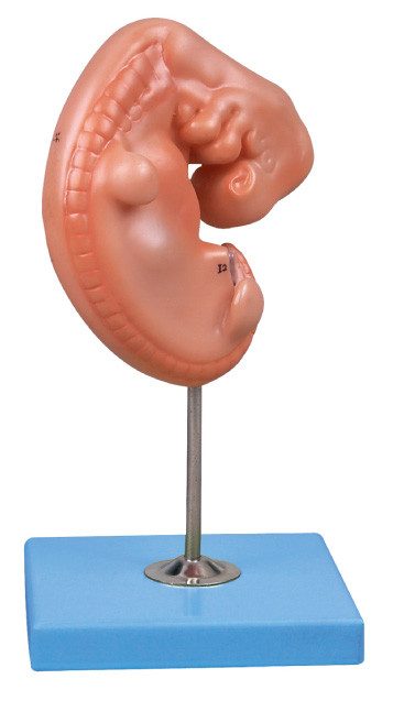 4 Wochen alter Embryo-brachte menschliches Anatomie-Modell an einem Stand an