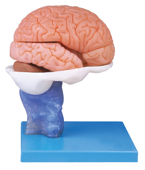 Modernes Malerei-menschliches Gehirn Anatomyical-Modell mit 15 Teilen für Anatomie-Training