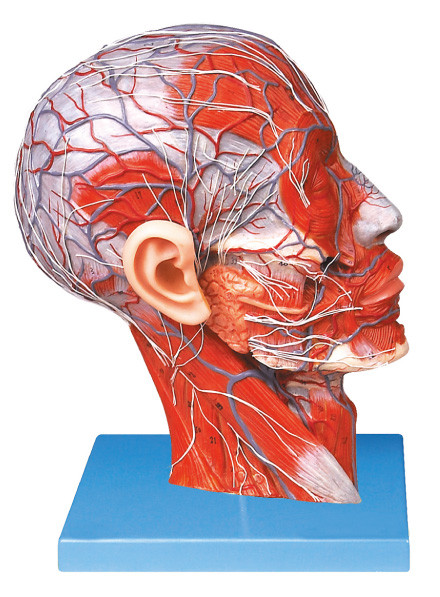 Moderner halber Kopf PVCs mit Schiffen und Nerven-menschliches Anatomie-Modell für die Schulausbildung