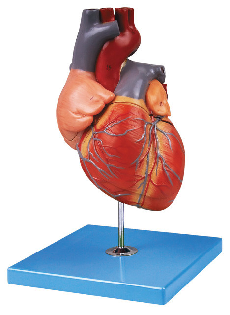 Handgemaltes erwachsenes Herz-zeigt menschliches Anatomie-Modell Aortenbogen, Atrium, Herzkammer