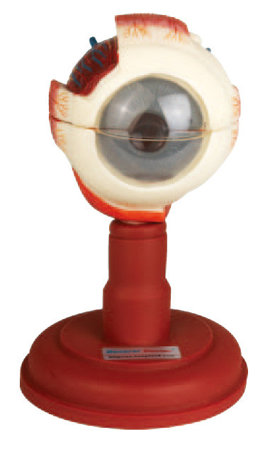 Drei Teile zergliederten Augapfel-Anatomiemodell des Auges vorbildliches für medizinisches, Krankenpflegeschule