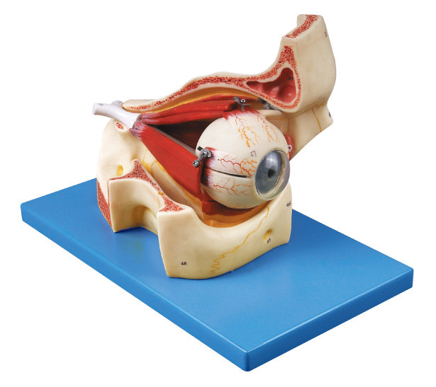Augapfel mit Teilen Bahn-des menschlichen Anatomiemodells zeigt den Schädel und die augenfälligen Muskeln