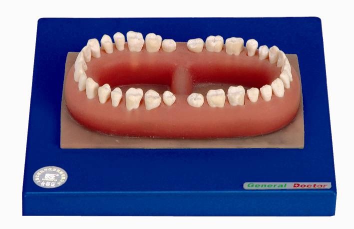 Modernes menschliches Zahn-Modell PVCs eines Erwachsenen gemacht für anatomisches Training