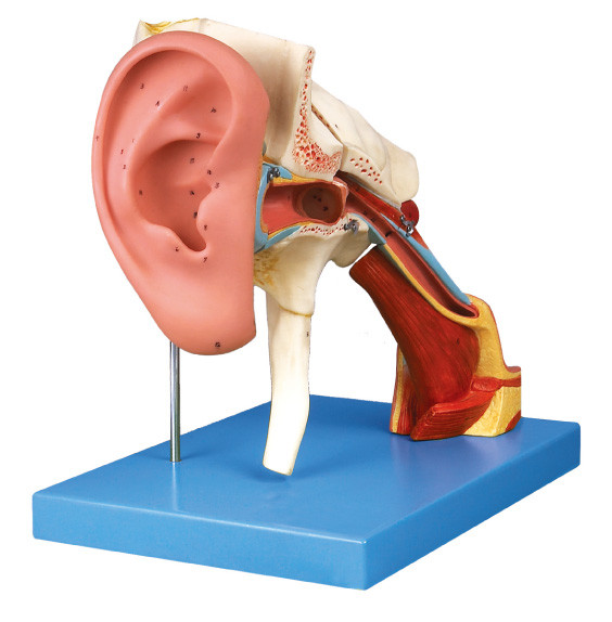 Removeable-Ohr-zeigt menschliches Anatomiemodell das externe, mittlere und Innenohr für die Ausbildung