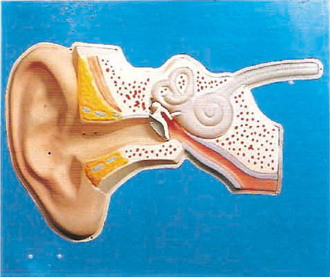 Ohr-vorgeschriebenes menschliches Anatomiegehörmodell für medizinisches Training