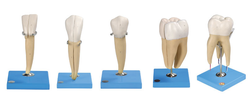 Fünf Arten menschliches Zahn-Modell gemacht von modernem PVC für anatomisches Training