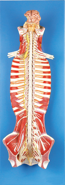 Rückenmark in der spinaler Kanal-menschlichen Anatomie-Modelltrainingspuppe