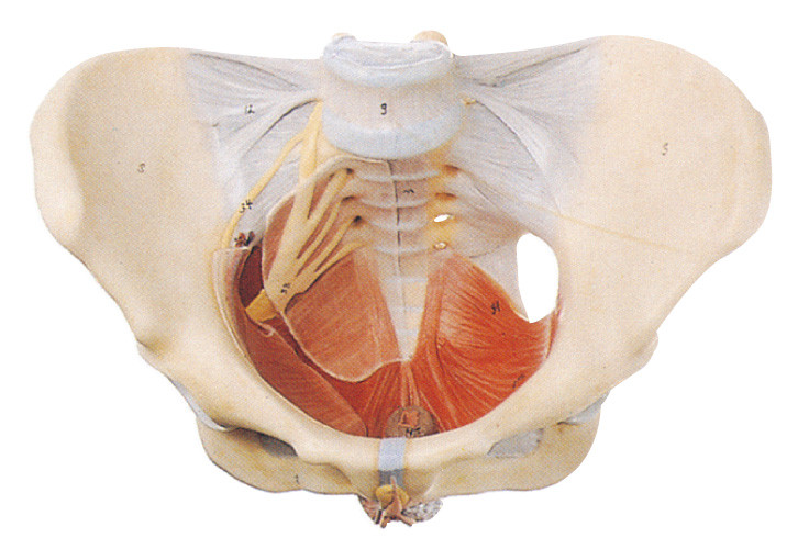 Weibliches Becken- Modell mit dem Boden-Muskel und dem Nerv für die Schulausbildung