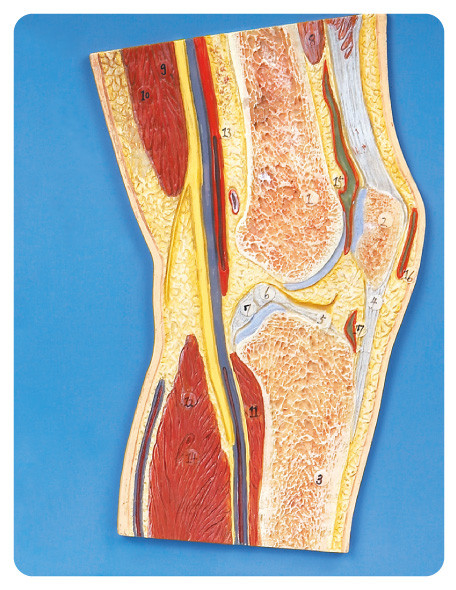 Kniegelenkabschnitt menschliche Anatomiemodell-Ausbildungspuppe für Schule, Krankenhaus