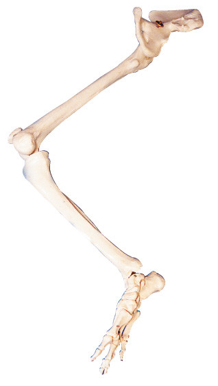 Senken Sie Anatomietorsomodell-Ausbildungspuppe des Glied PVC-Knochen-Hüften-Knochens menschliche