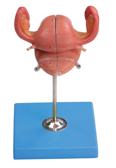 Gebärmutter-Modell mit Blase und vaginaler Sagitalschnitt für die Ausbildung