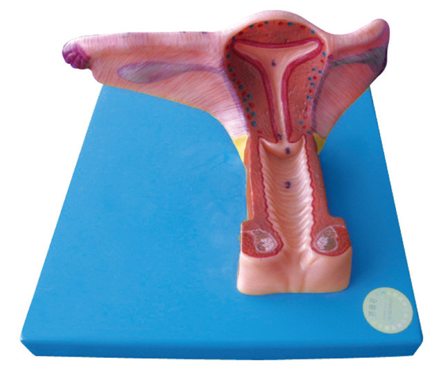 Weibliches inneres genitales menschliches Organ-Modell mit 19 Positionen werden für die Ausbildung angezeigt