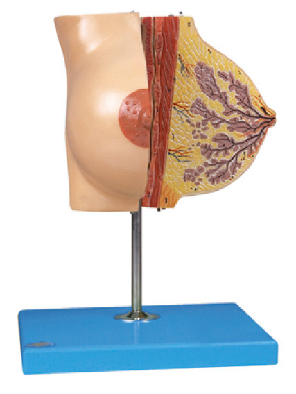 Anatomie-Brust-Modell über Milch- Drüse in Ruhezeit für Krankenhaus-Training