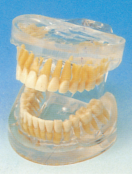 Transparentes erwachsenes menschliches Zahn-Modell für Krankenhäuser, Schulen, College-Ausbildung
