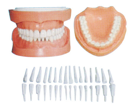 Abnehmbare menschliche Zähne modellieren mit Wurzel/zahnmedizinischen Patientenschulungsmodellen