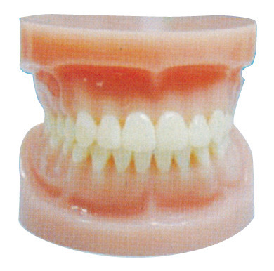 Voll- Standardmund menschliche Zähne modellieren für die zahnmedizinische Krankenhaus-und der Medizinischen Fakultäten Ausbildung
