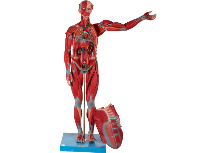 Muskel-Anatomie-Modell PVC des männlichen inneren Organs menschliches für Training der Medizinischen Fakultät