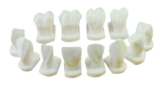 12 Arten Zahn-Morphologie modellieren für die anatomischen, zahnmedizinischen Patientenschulungsmodelle