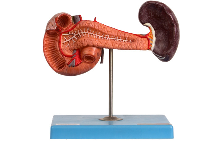 Pankreas-Milz-Zwölffingerdarm-Modell For Hospitals Teaching PVCs anatomisches