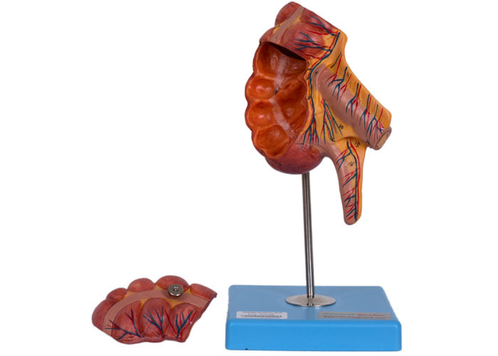 Positionen des PVC-Anhang-Blinddarm-menschliche Anatomie-Modell-17 für medizinisches Training