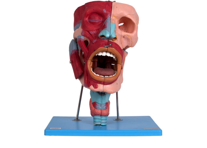 Menschlicher anatomischer Hauptmodell-With Nasal Oral-Pharynx-Kehlkopf Cacities