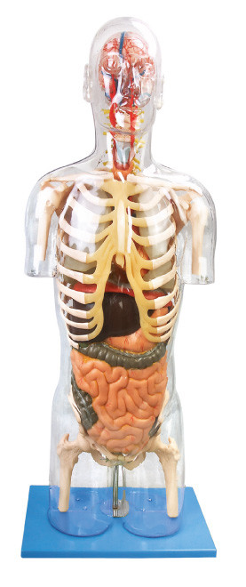 Menschliches Anatomie-Modell transparentes Troso brachte PVC-Ausbildungswerkzeug für die Ausbildung voran