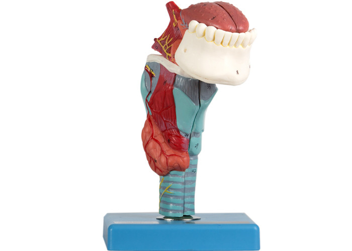 Kehlkopf-zeigt menschliches Anatomie-Modell 5 Teile anatomische Struktur
