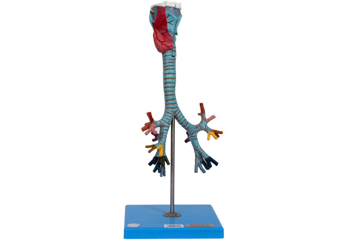 Menschlicher Anatomie-Kehlkopf, Trachea und bronchiales Baum-Modell For Training