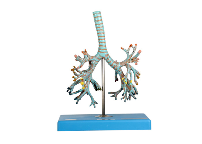 Anatomie-Trachea-Modell 26 bringt Bronchien für Schultraining in Position