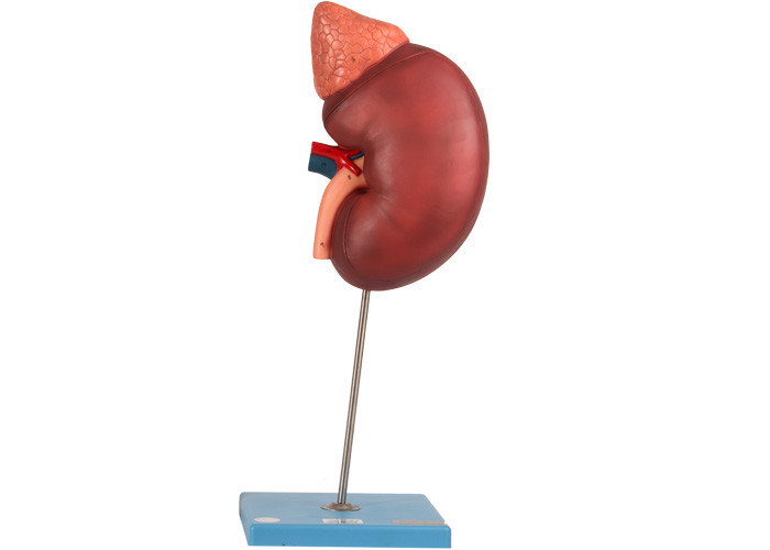 Niere und Paranephyros-Anatomie-Modell Contains 12 Teile für Training