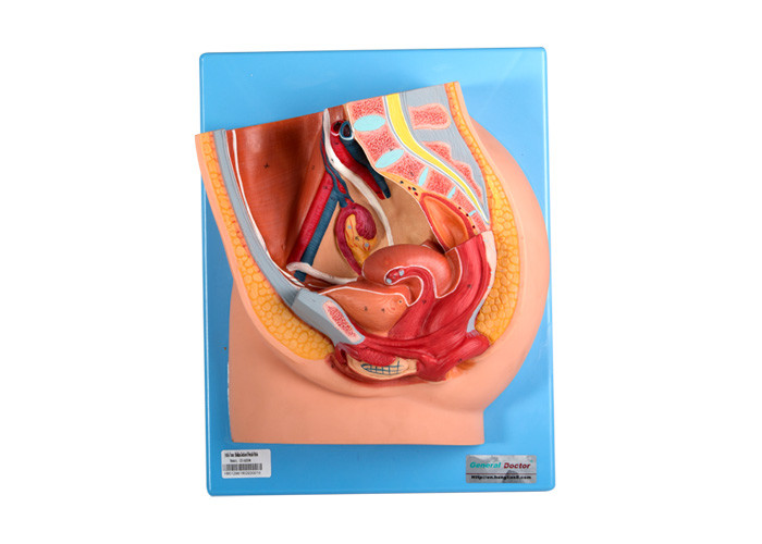 Weibliches Pelvis-Modell With Genital Organs PVCs für Training der Medizinischen Fakultäten