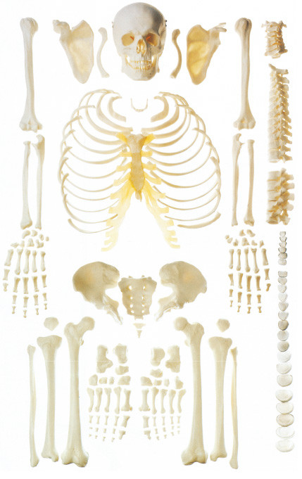 Zerstreutes menschliches skeleton Anatomiemodell des Knochens für Knochendemonstration