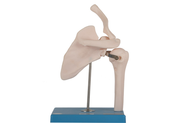 Soem-Gelenk-Knochen-menschliches Anatomie-Modell-Skin Color PVC