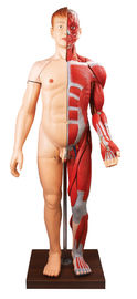 28 Teile menschliche Körper mischt menschliche Anatomie-Modellhandmalereifarbe mit