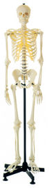 Künstliches menschliches skeleton menschliches Anatomie-Modell für das Lernen der anatomischen Struktur