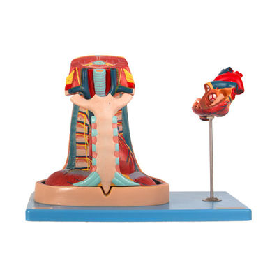 Import PVC-Anatomie-Mittelfell-Modell für Training der Medizinischen Fakultät