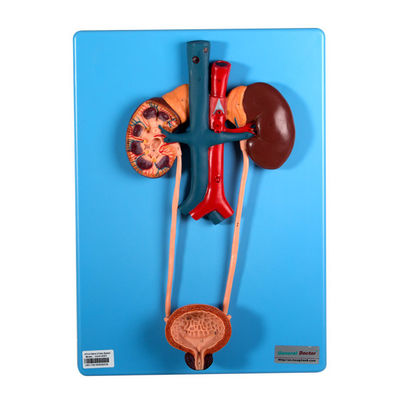 Urinausscheidender Modus umfassen Niere und Blase für das Schullernen