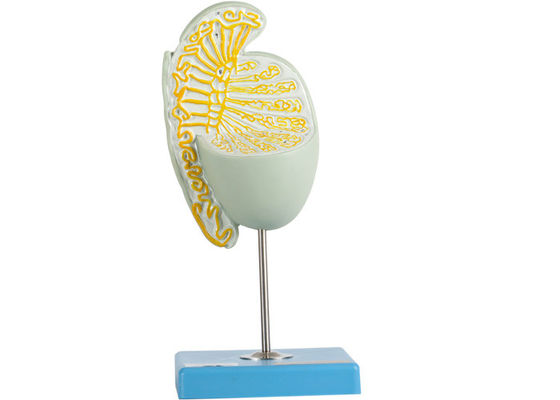 Inneres Struction vergrößerte Testikel-Modell-For Medical Schools-Training