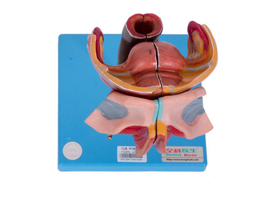 Weibliche externe und interne Geschlechtsorgane modellieren For Colleges Training