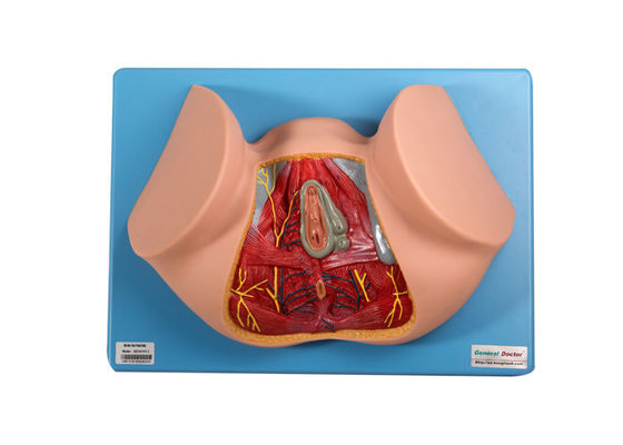 12 Positionen männlicher Perineum-anatomisches Modell For Medical Training